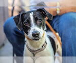 Small #25 Jack Russell Terrier Mix