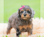 Small #3 Poodle (Miniature)
