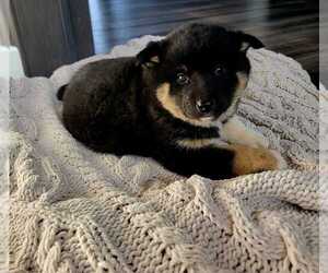 Akita-Pomeranian Mix Puppy for sale in WARSAW, OH, USA