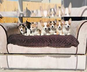 Pembroke Welsh Corgi Puppy for sale in SAN ANTONIO, TX, USA