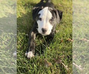 American Pit Bull Terrier Puppy for sale in NEW MARKET, MD, USA