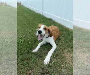 Mutt Dogs for adoption in Holly Springs, NC, USA