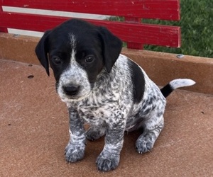 Medium Mutt Mix