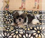 Small Shih Tzu