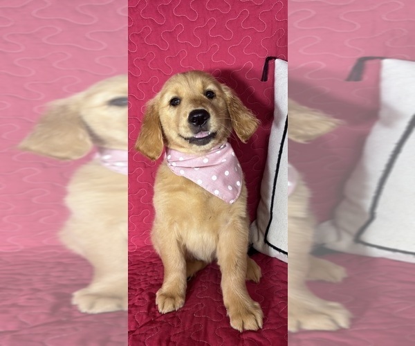 Medium Photo #1 Golden Retriever Puppy For Sale in GREENFIELD, IN, USA