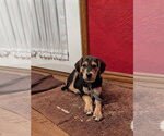 Small #2 Mutt