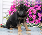 Small Photo #13 German Shepherd Dog Puppy For Sale in GRABILL, IN, USA