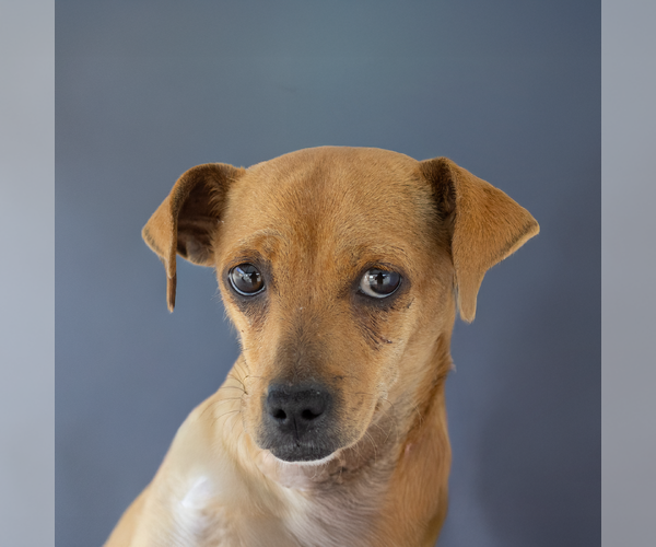 Medium Photo #2 Chihuahua-Unknown Mix Puppy For Sale in Pasadena, CA, USA