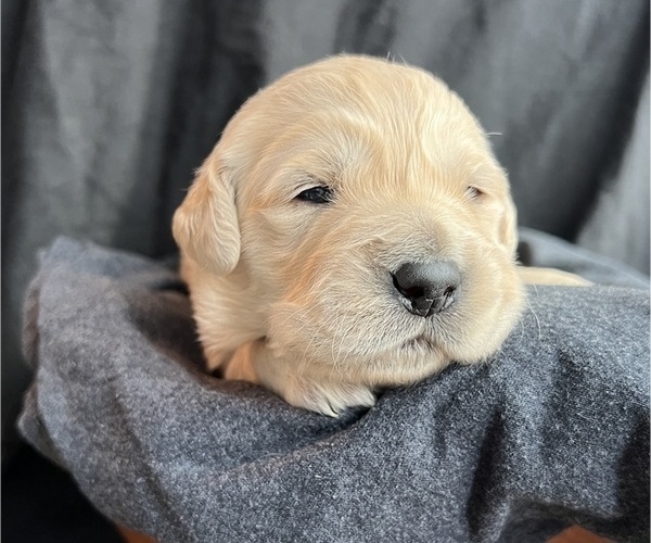 Medium Photo #5 Golden Retriever Puppy For Sale in ALPENA, MI, USA