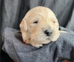 Small #4 Golden Retriever