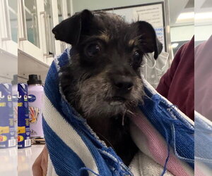 Mutt Dogs for adoption in Chico, CA, USA