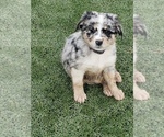 Small Photo #3 Australian Shepherd Puppy For Sale in BRIGGSDALE, CO, USA