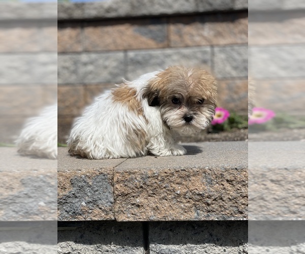 Medium Photo #2 Havanese Puppy For Sale in CANOGA, NY, USA