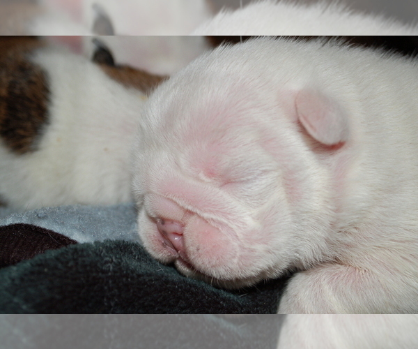 Medium Photo #5 English Bulldog Puppy For Sale in NORCO, CA, USA