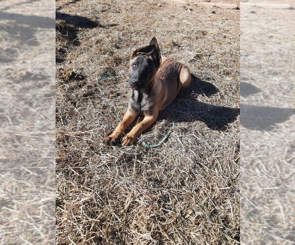 Medium Photo #7 Mutt Puppy For Sale in Imlay City, MI, USA