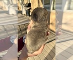 Small #4 French Bulldog