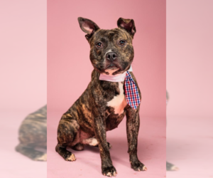 American Staffordshire Terrier-Unknown Mix Dogs for adoption in Decatur, GA, USA