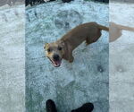 Small #3 Mutt