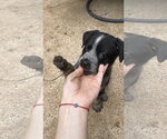 Small #6 Mutt