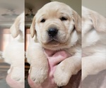 Puppy red collar Labrador Retriever
