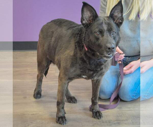 Medium Photo #3 Holland Shepherd-Unknown Mix Puppy For Sale in Huntley, IL, USA