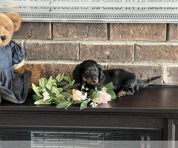 Medium Photo #3 Dachshund Puppy For Sale in NILES, MI, USA