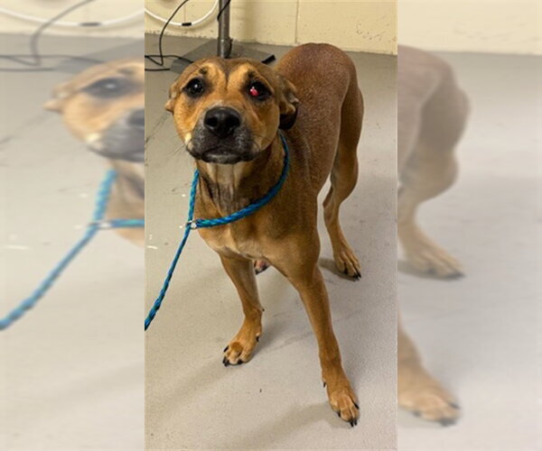 Medium Photo #1 Black Mouth Cur Puppy For Sale in Sanford, FL, USA