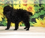 Pedro - Male Poodle (Toy) Puppy for Sale - Photo #19