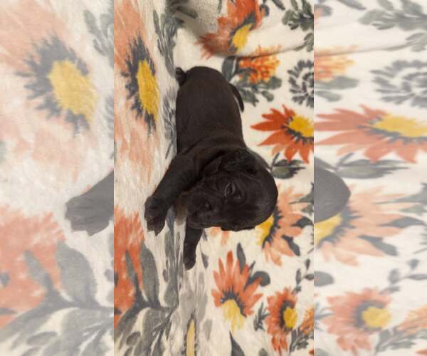 Medium Photo #3 Boxer-Unknown Mix Puppy For Sale in Holly Springs, NC, USA