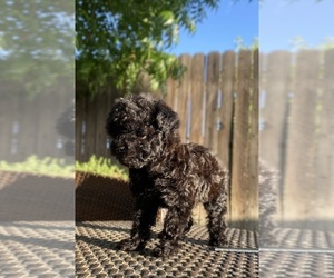 Poodle (Toy) Puppy for sale in PORTERVILLE, CA, USA