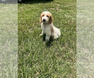 Goldendoodle Puppy for sale in ANGIE, LA, USA