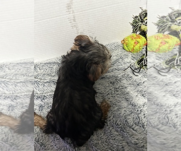 Medium Photo #3 Yorkshire Terrier Puppy For Sale in MARTIN, GA, USA