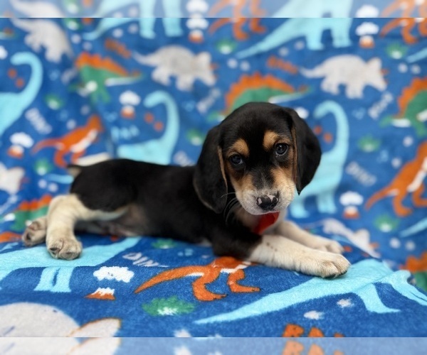 Medium Photo #3 Beagle Puppy For Sale in LAKELAND, FL, USA