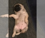 Small Photo #5 Pug Puppy For Sale in MANTECA, CA, USA