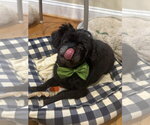 Mike Jul 25 - In Foster in Raleigh, NC - Male Maltese-Unknown Mix Dog for Adoption - Small photo