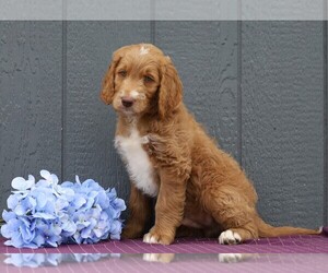 Labradoodle-Poodle (Standard) Mix Puppy for sale in FREDERICKSBG, OH, USA