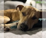 Small #15 Mutt
