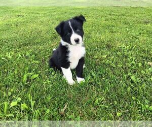 Border Collie Puppy for Sale in NORBORNE, Missouri USA