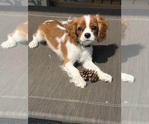 Cavalier King Charles Spaniel Puppy for sale in GRANDVILLE, MI, USA