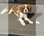 Small Cavalier King Charles Spaniel