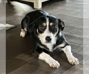 Medium Australian Shepherd Mix