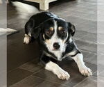 Small Australian Shepherd Mix