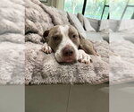 Small Mutt