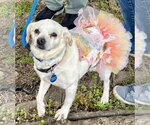 Small #11 Pug Mix