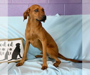 Redbone Coonhound-Unknown Mix Dogs for adoption in Genesee, WI, USA