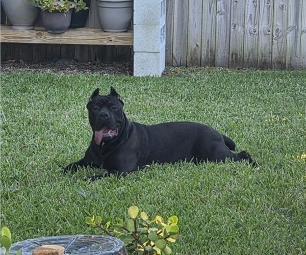 Medium Photo #1 Cane Corso Puppy For Sale in SAINT AUGUSTINE, FL, USA