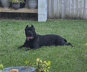 Mother of the Cane Corso puppies born on 08/21/2026