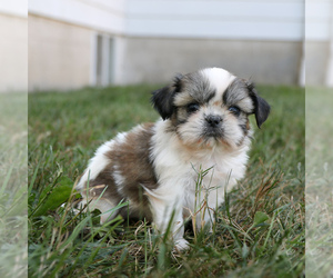 Shih Tzu Puppy for sale in ARTHUR, IL, USA
