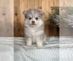 Puppy Sprinkles Pomsky