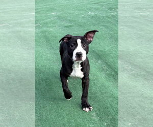 American Staffordshire Terrier-Unknown Mix Dogs for adoption in Spring Lake, NJ, USA